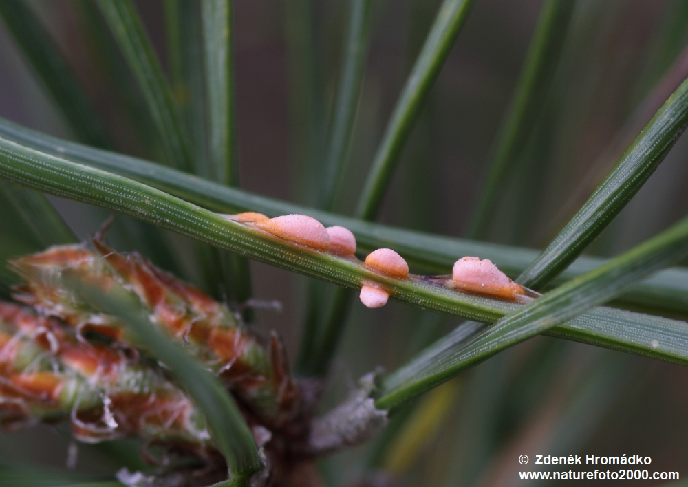 rez jehlicová (puchýřnatka podbělová), Coleosporium tussilaginis (Pers.) Lév. (Houby, Fungi)